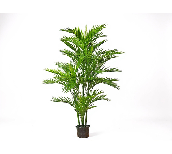Parlour Palm UV 1.5m